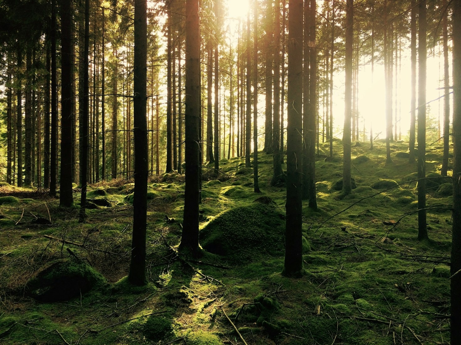 Waldbaden in Südschweden – wie die Natur Stress reduziert und Resilienz stärkt