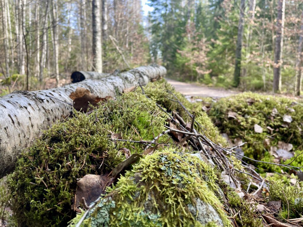Fastenwoche in Schweden – Achtsamkeit, Natur & neue Energie