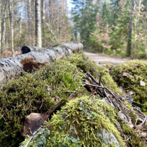 Fastenwoche in Schweden – Achtsamkeit, Natur & neue Energie