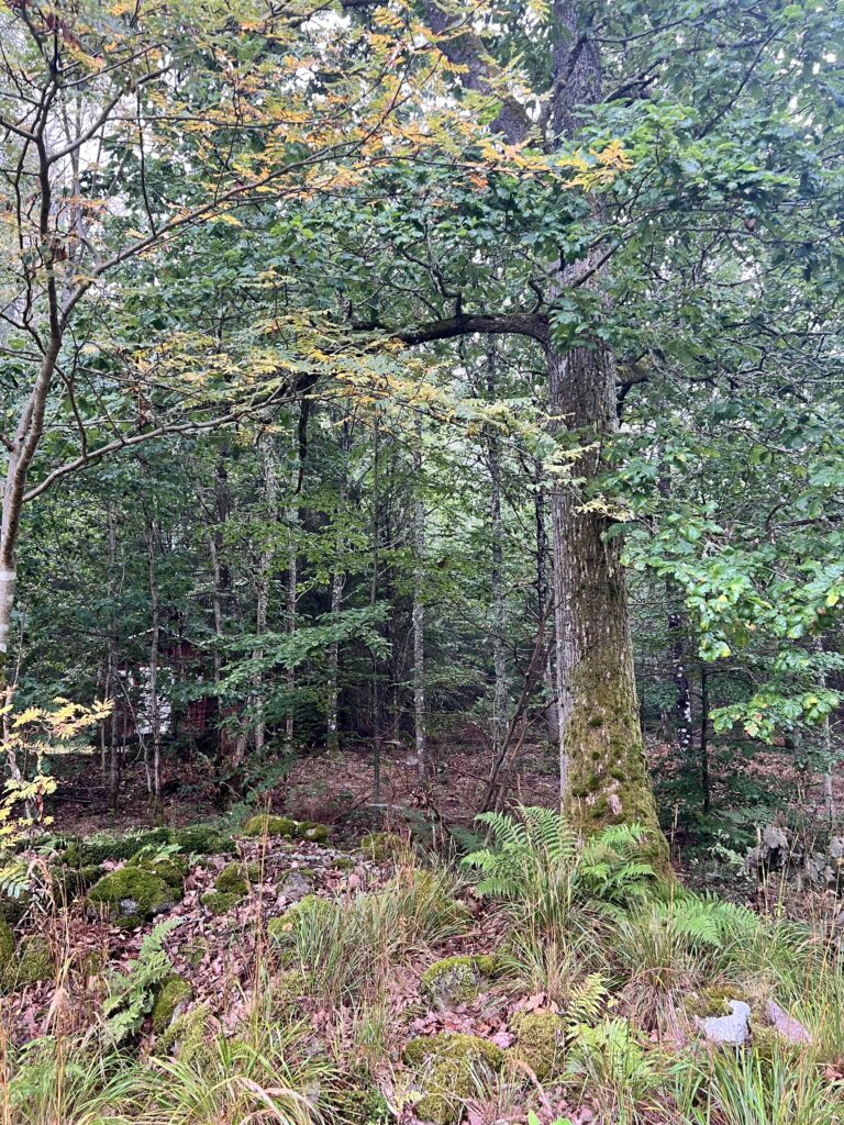 See in Schweden umgeben von Wald und Naturidylle