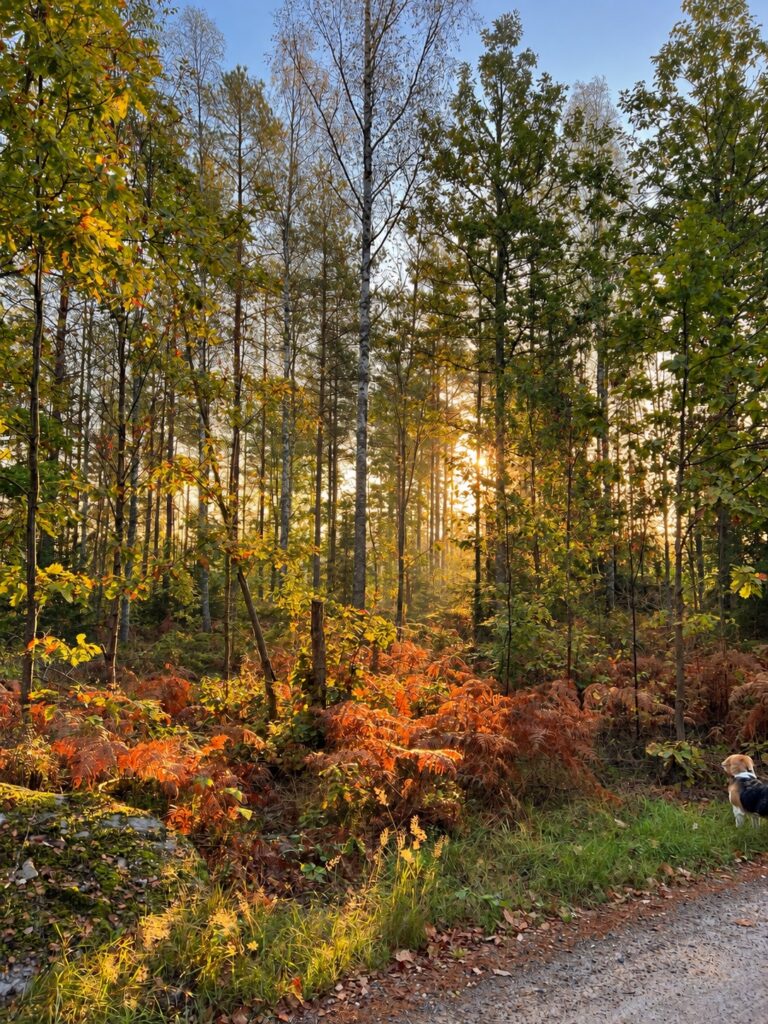Herbstlicher Wald in Blekinge, Südschweden – Naturerlebnis während der Fastenwoche bei Schwedenmagie